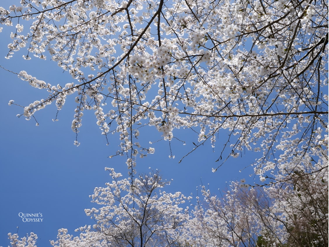 Kyoto sakura 1