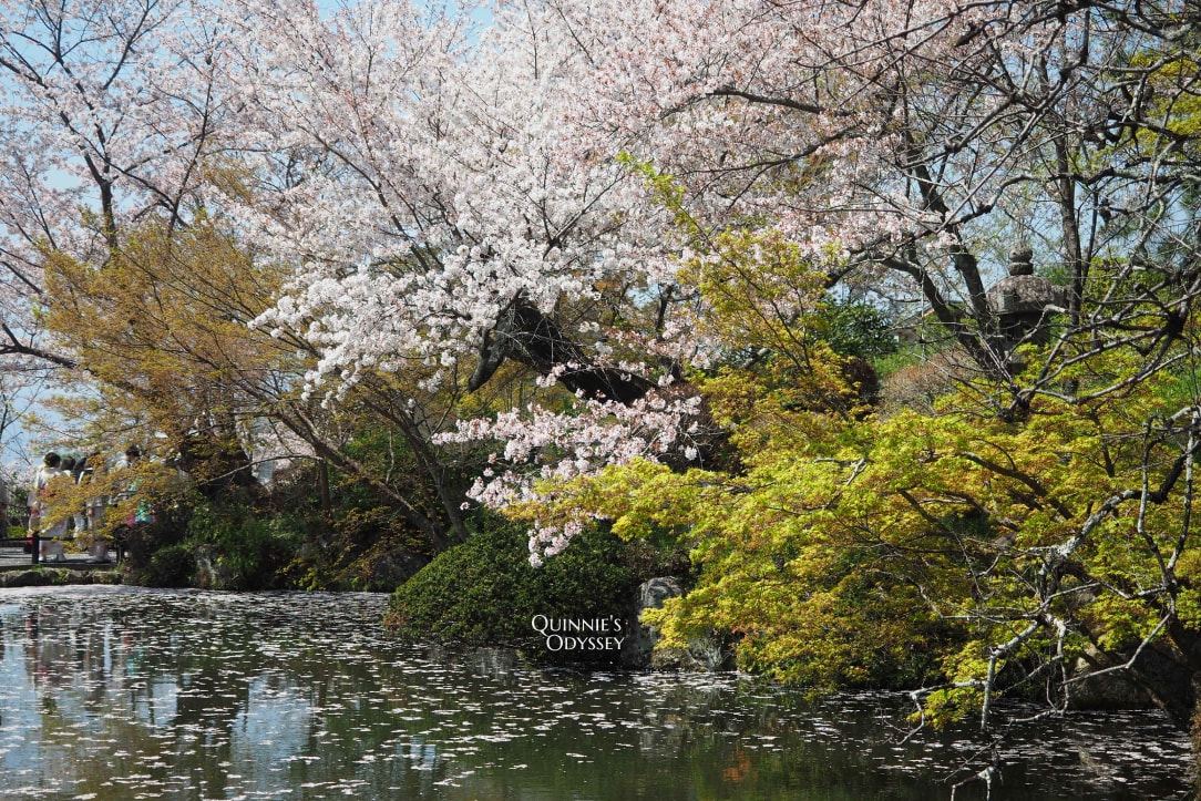 2025京都櫻花季景點推薦:花況預測/避開人潮賞最美櫻花 - 第12張圖 京都 清水寺 櫻花