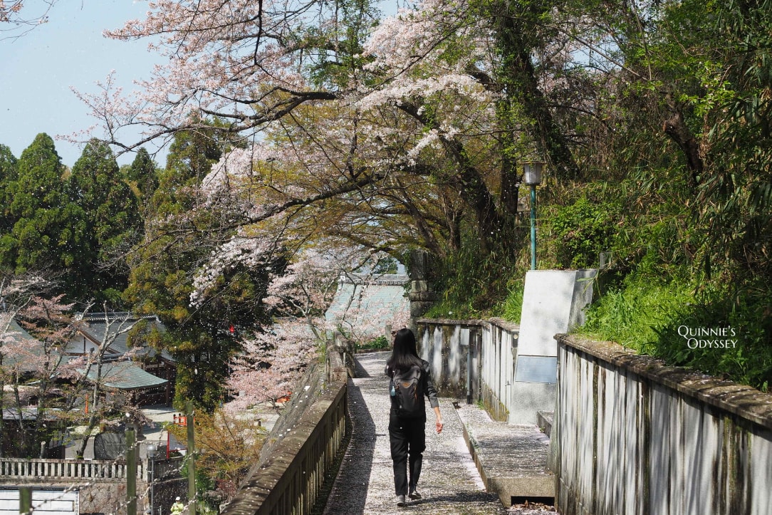 2025京都櫻花季景點推薦:花況預測/避開人潮賞最美櫻花 - 第23張圖 京都靈山護國神社 櫻花
