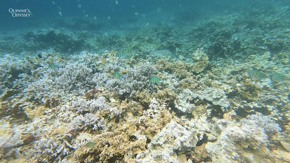 帛琉浮潛:新手第一次浮潛就上癮心得分享/浮潛景點推薦 - 第14張圖 帛琉浮潛 硬珊瑚區