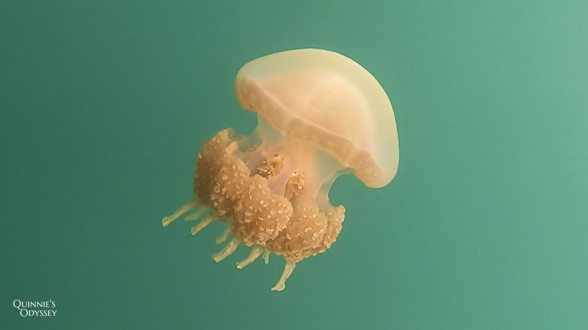 帛琉浮潛:新手第一次浮潛就上癮心得分享/浮潛景點推薦 - 第21張圖 帛琉浮潛 水母湖