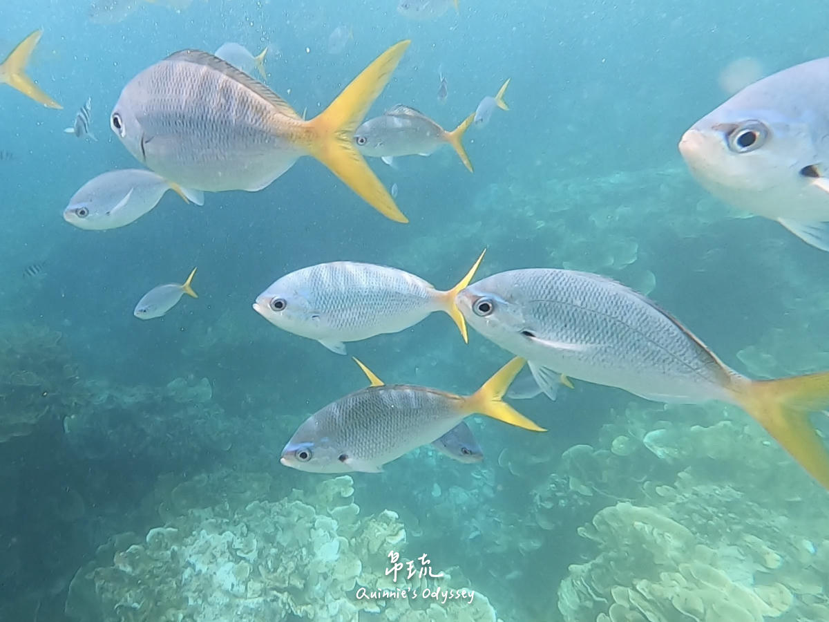 帛琉浮潛:新手第一次浮潛就上癮心得分享/浮潛景點推薦 - 第1張圖 帛琉浮潛