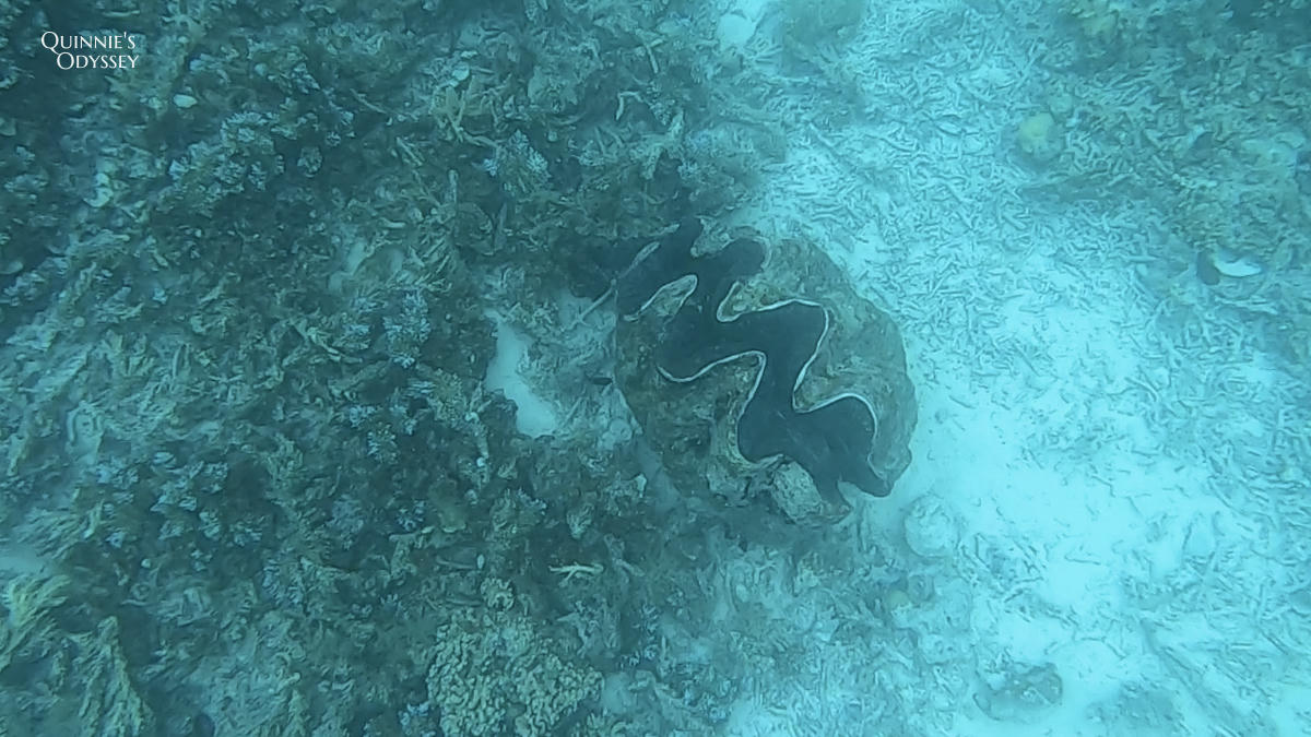 帛琉浮潛:新手第一次浮潛就上癮心得分享/浮潛景點推薦 - 第29張圖 帛琉浮潛 百年干貝城