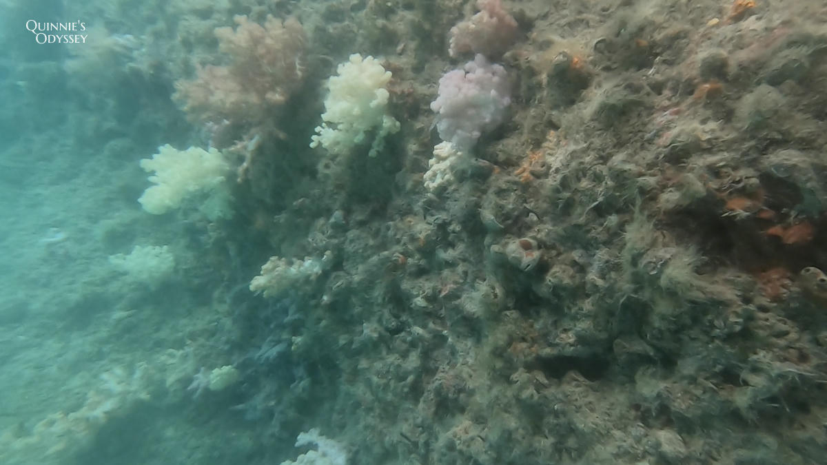 帛琉浮潛:新手第一次浮潛就上癮心得分享/浮潛景點推薦 - 第16張圖 帛琉浮潛 軟珊瑚區