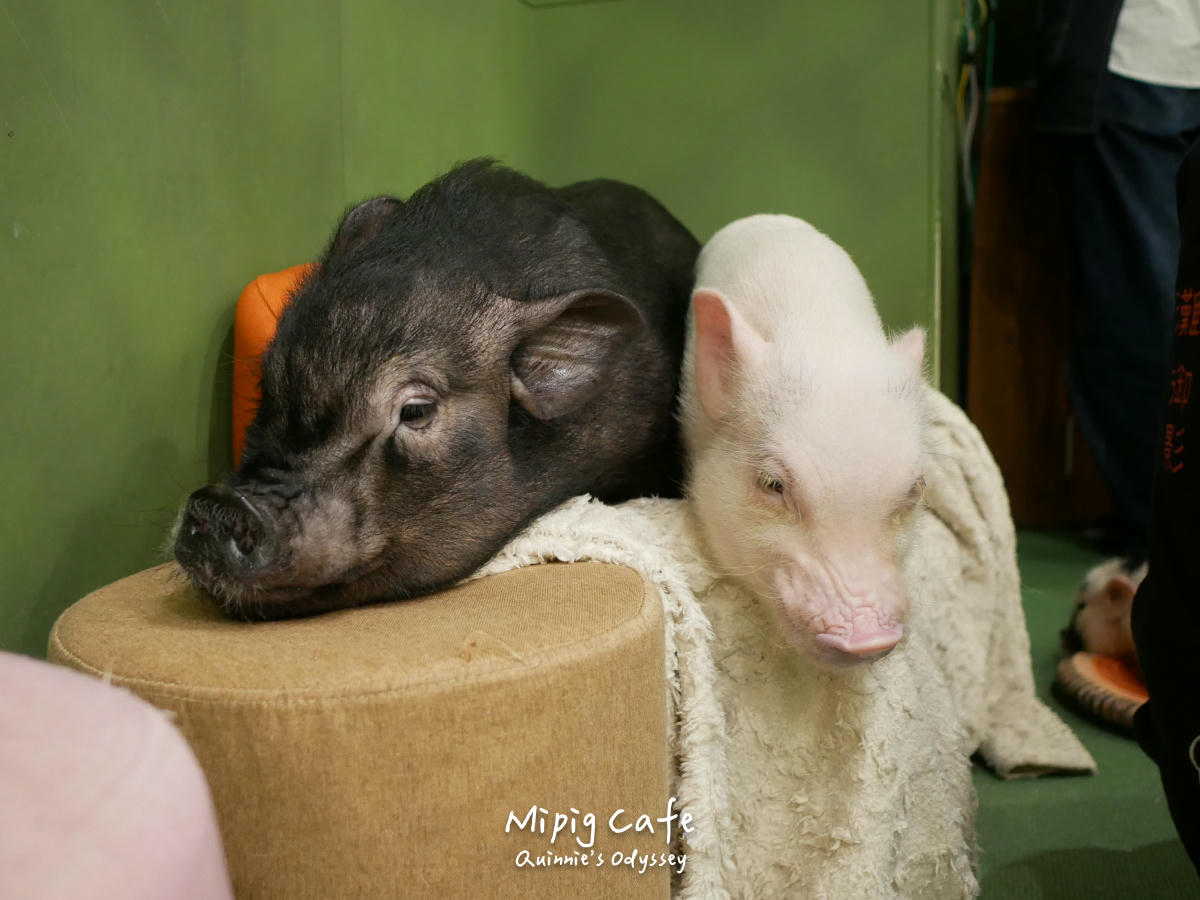 Mipig 1