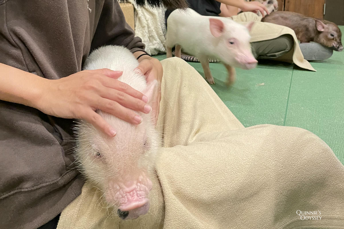 Mipig Cafe日本迷你豬咖啡廳:東京/大阪/京都/北海道都有,超療癒迷你豬體驗 - 第8張圖 mipig cafe