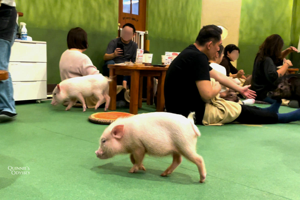 Mipig Cafe日本迷你豬咖啡廳:東京/大阪/京都/北海道都有,超療癒迷你豬體驗 - 第2張圖 mipig cafe