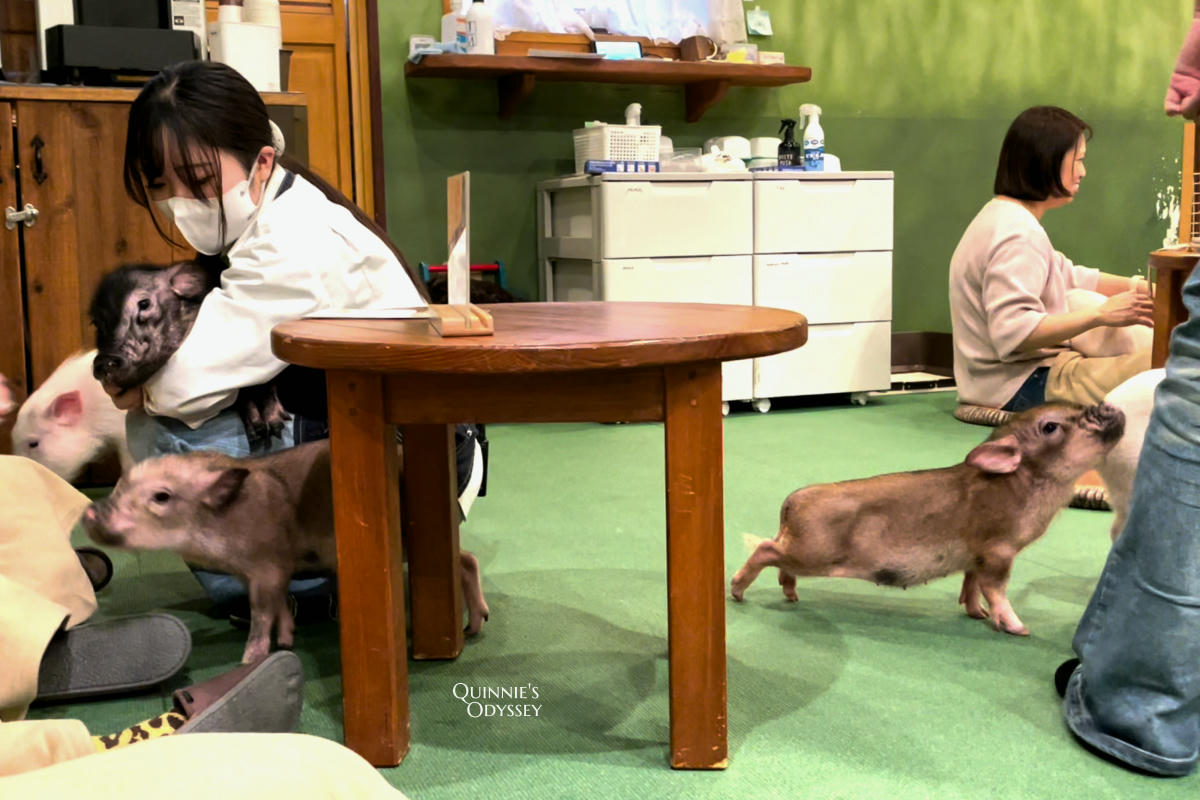 Mipig Cafe日本迷你豬咖啡廳:東京/大阪/京都/北海道都有,超療癒迷你豬體驗 - 第5張圖 mipig cafe
