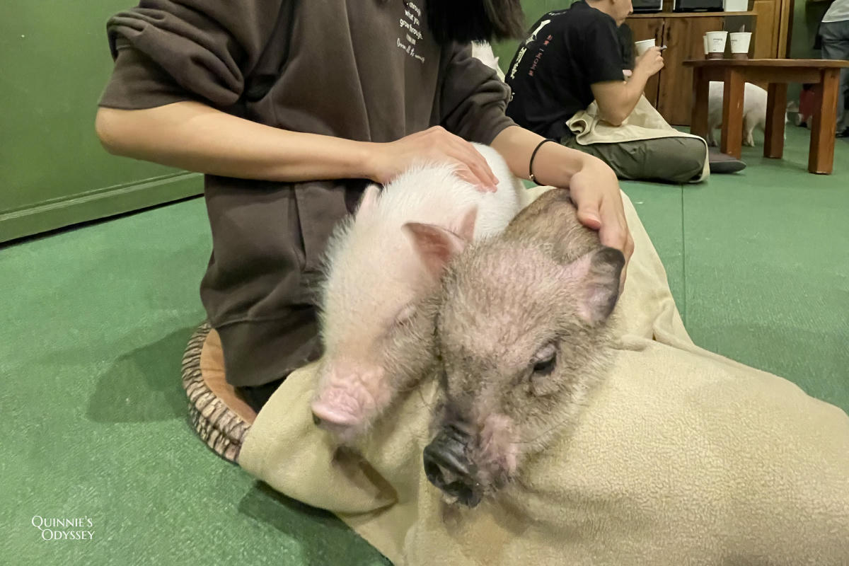 Mipig Cafe日本迷你豬咖啡廳:東京/大阪/京都/北海道都有,超療癒迷你豬體驗 - 第7張圖 mipig cafe