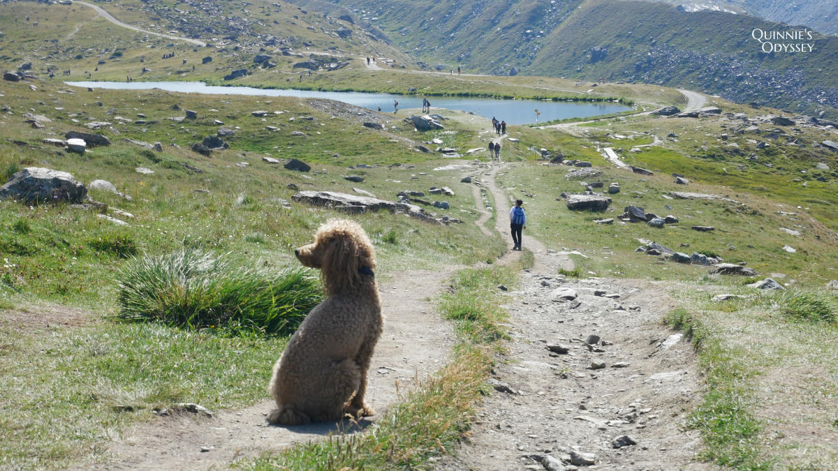 瑞士策馬特五湖健行 Stellisee