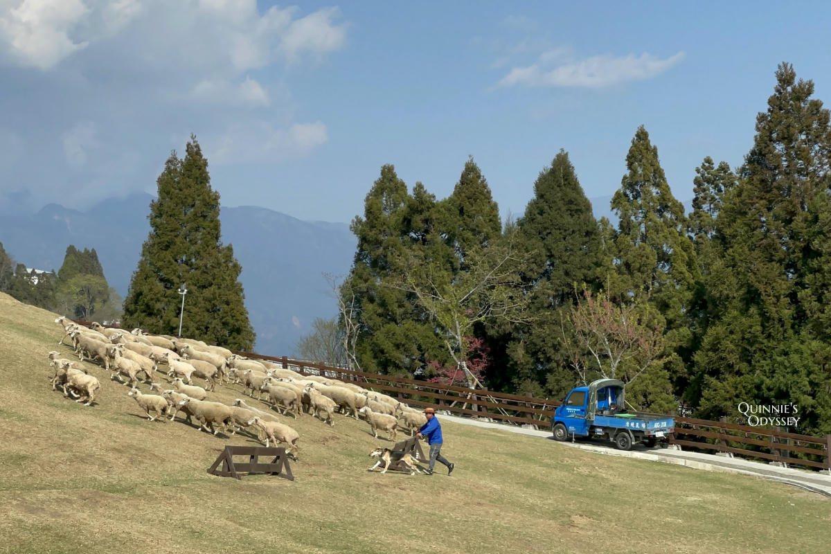 清境農場 青青草原 綿羊秀