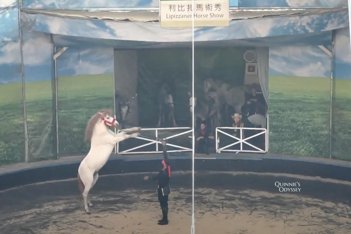 清境農場 觀山牧區 馬術秀