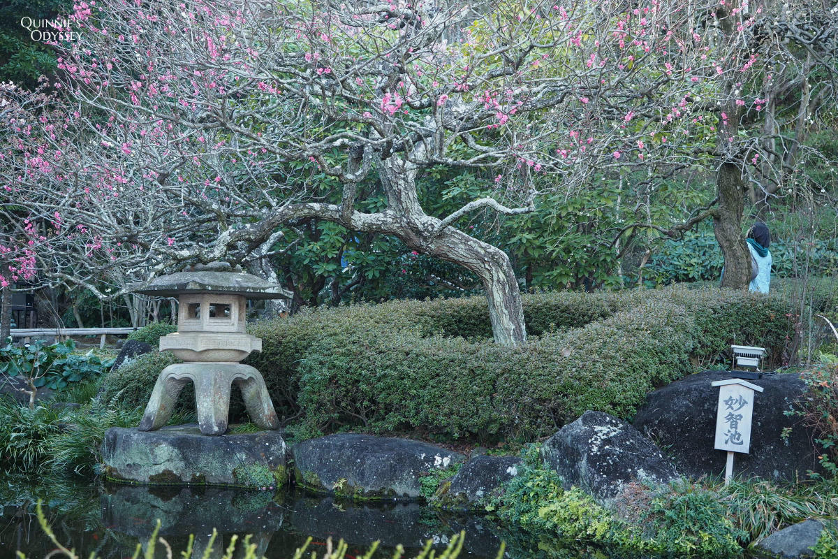 鎌倉一日遊景點推薦:從東京出發輕鬆玩古都 - 第11張圖 鎌倉 長谷寺 梅花