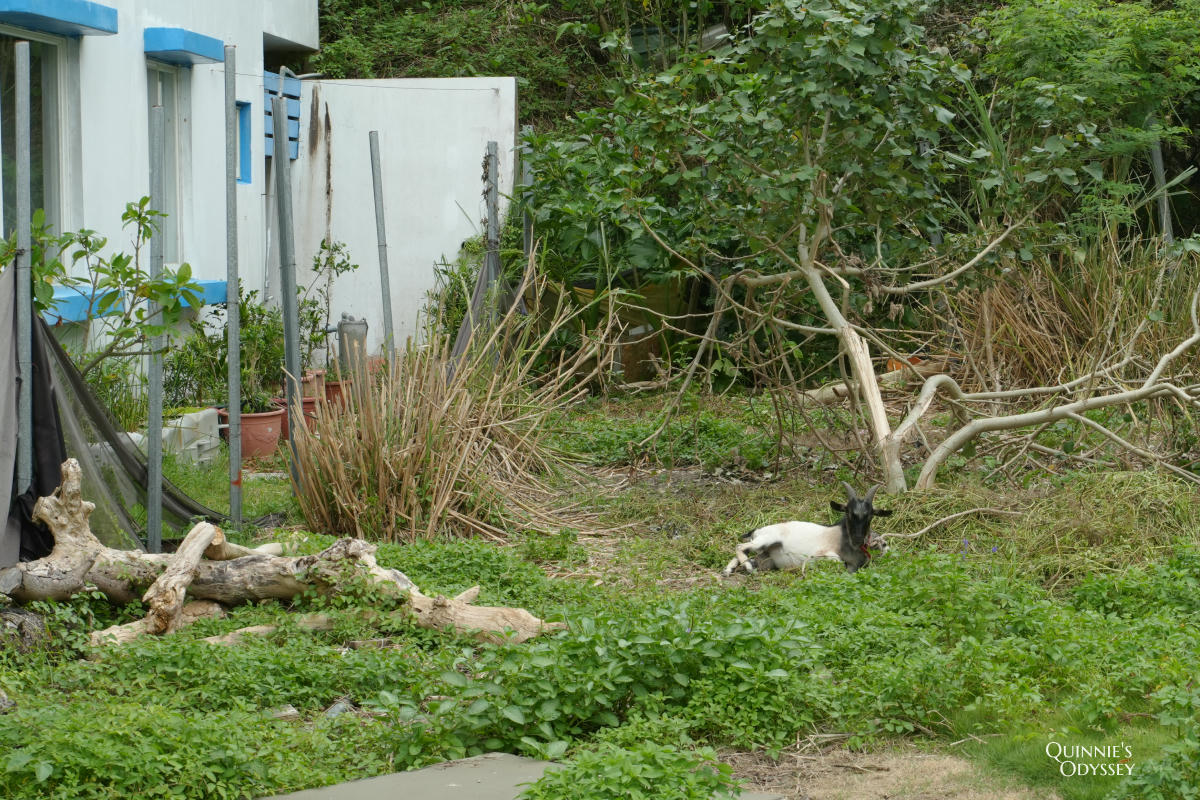 火燒島潛水度假中心住宿心得:綠島適合背包客住的平價民宿 - 第24張圖 火燒島潛水度假中心 綠島民宿推薦