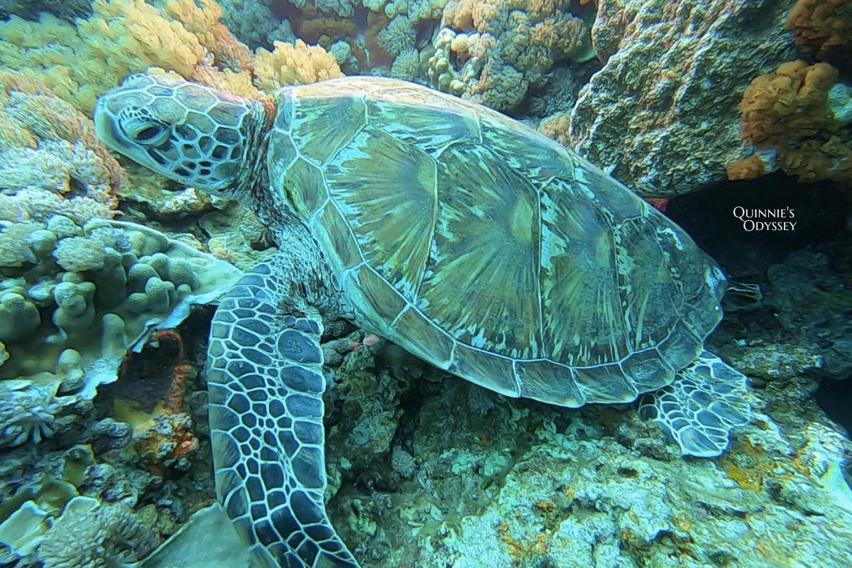 第一次潛水在綠島:火燒島潛水度假中心,潛水體驗心得分享 - 第18張圖 綠島 潛水體驗 火燒島潛水度假中心 海龜