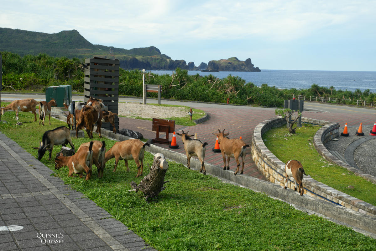 綠島12個景點推薦:三天兩夜行程、住宿、交通一次搞定 - 第27張圖 綠島景點地圖 朝日溫泉 羊