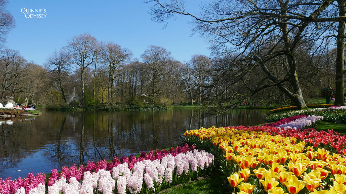 庫肯霍夫花園 鬱金香 Keukenhof