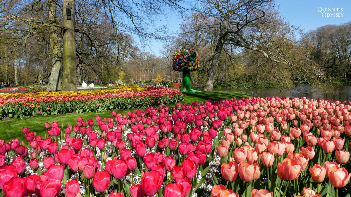 庫肯霍夫花園 鬱金香 Keukenhof
