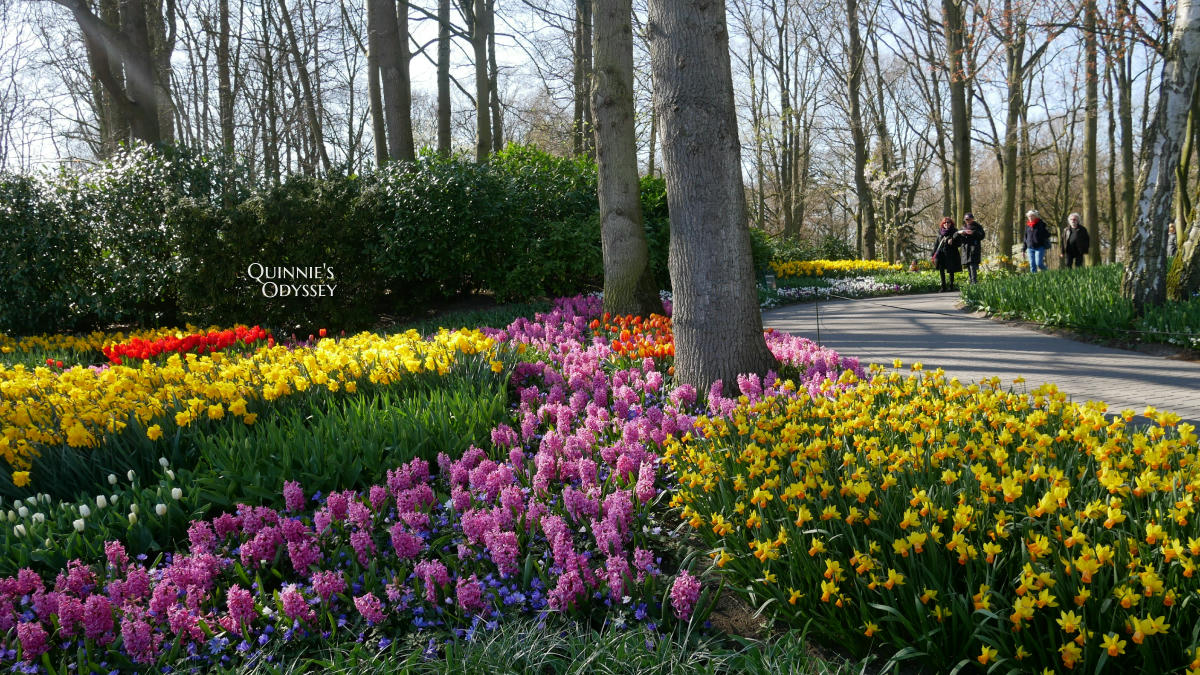 庫肯霍夫花園 風信子 水仙花 Keukenhof