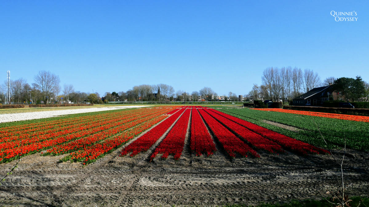 庫肯霍夫花園 鬱金香花田 Keukenhof