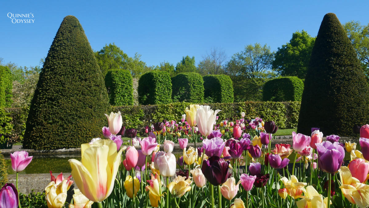 庫肯霍夫花園 鬱金香 Keukenhof