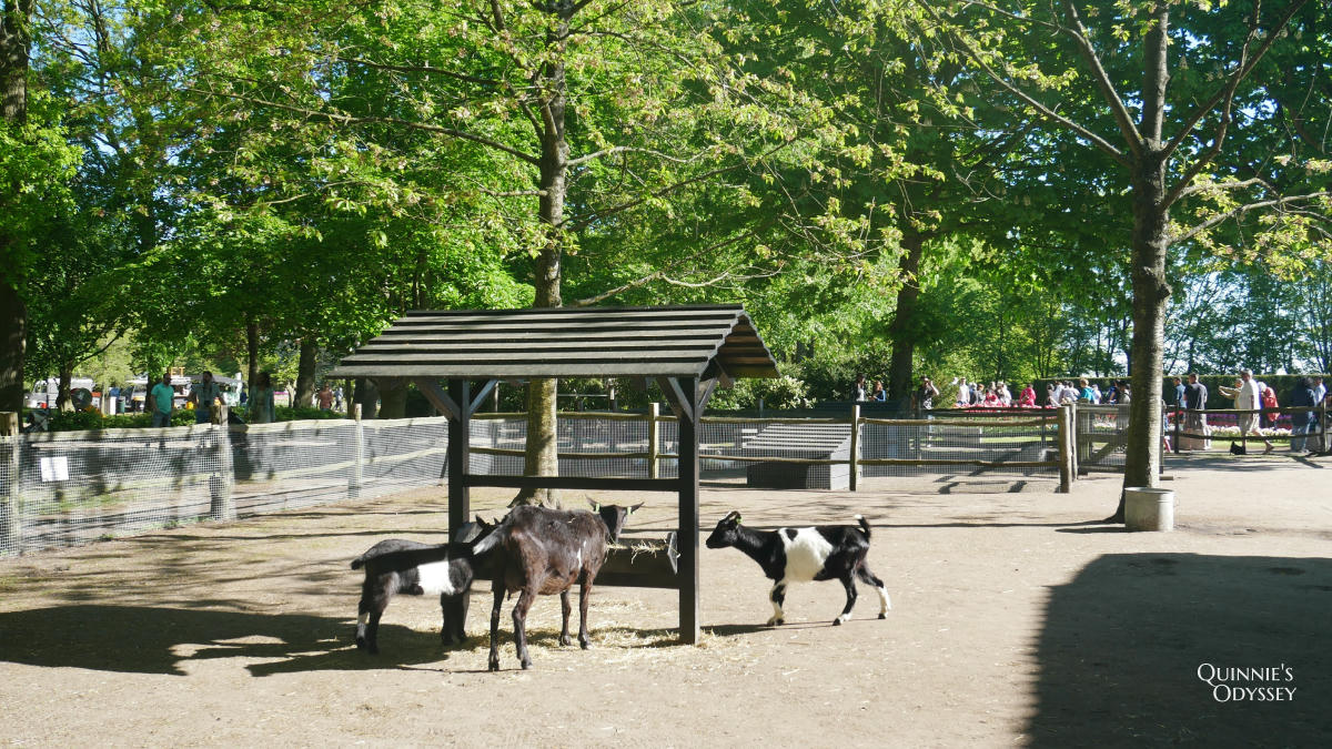 庫肯霍夫花園 可愛小動物 Keukenhof