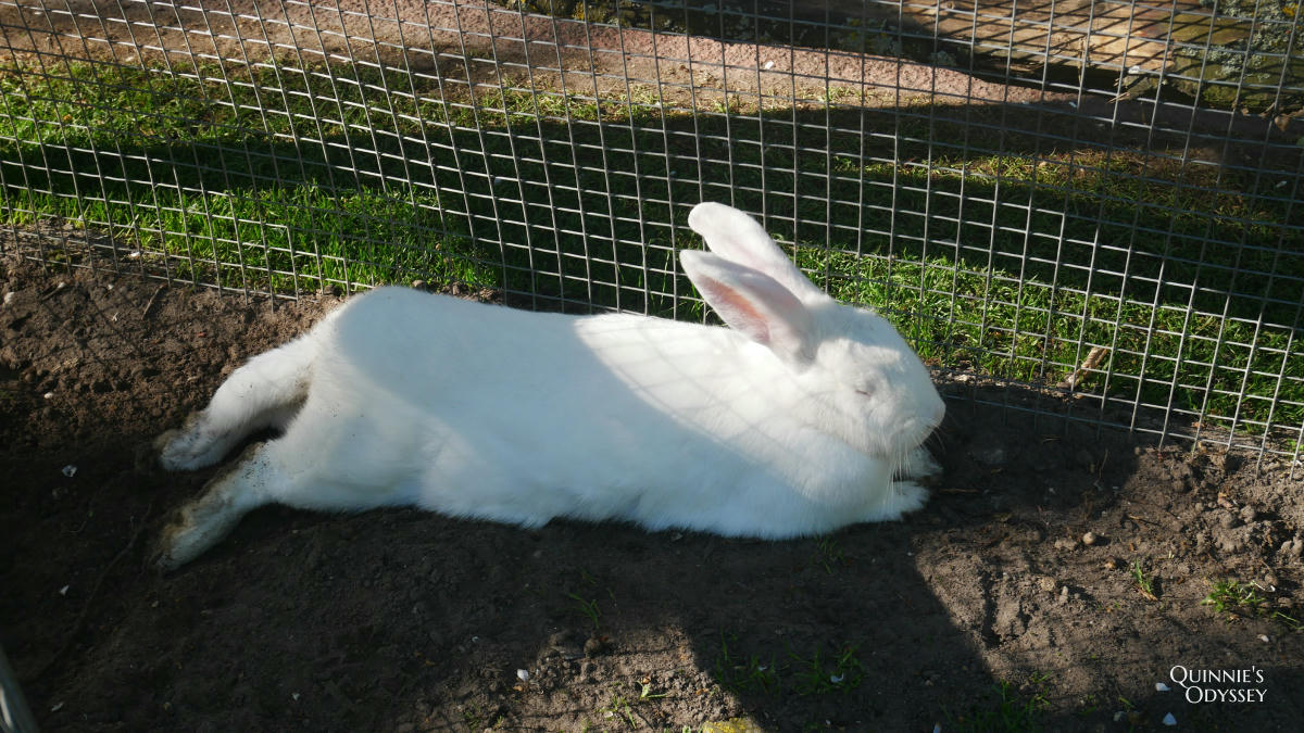 庫肯霍夫花園 可愛小動物 Keukenhof