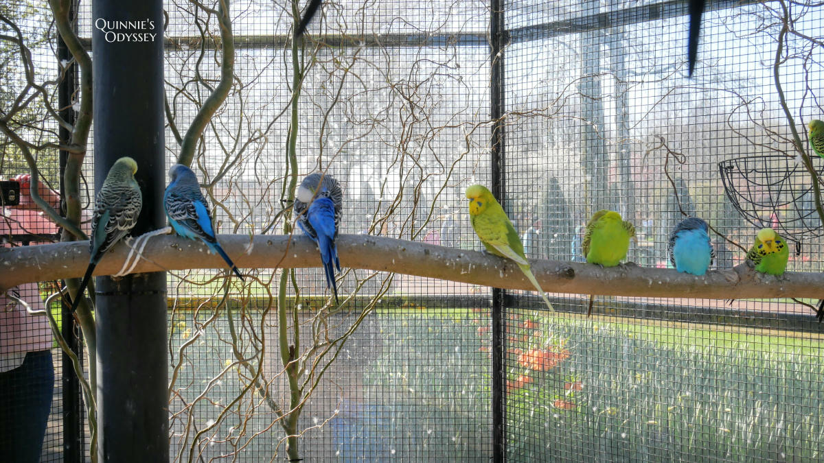 庫肯霍夫花園 可愛小動物 Keukenhof