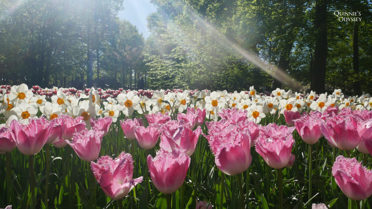 庫肯霍夫花園 鬱金香 Keukenhof