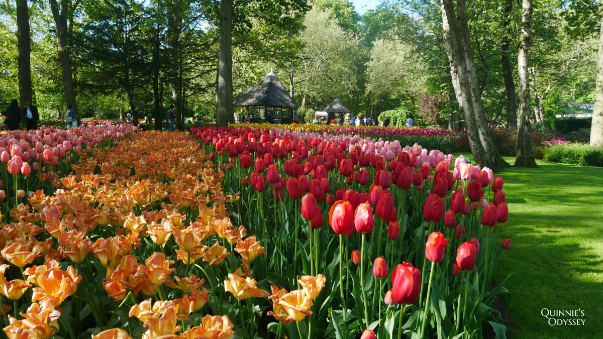 庫肯霍夫花園 鬱金香 Keukenhof