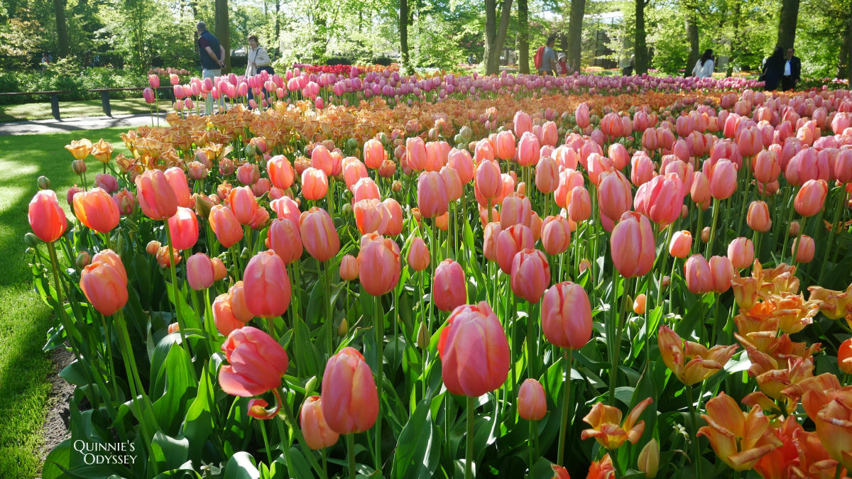 庫肯霍夫花園 鬱金香 Keukenhof