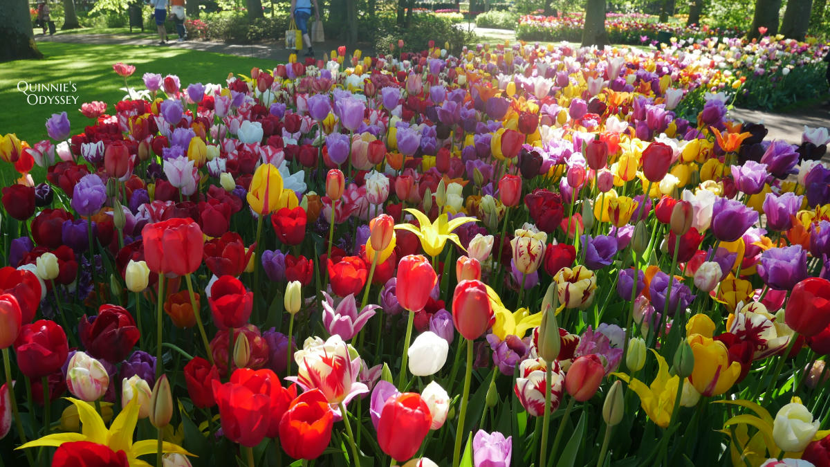 庫肯霍夫花園 鬱金香 Keukenhof