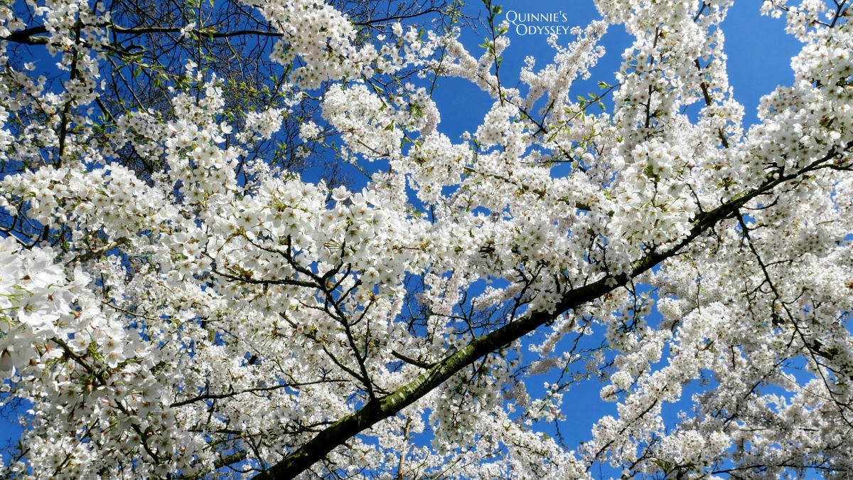 庫肯霍夫花園 櫻花 Keukenhof