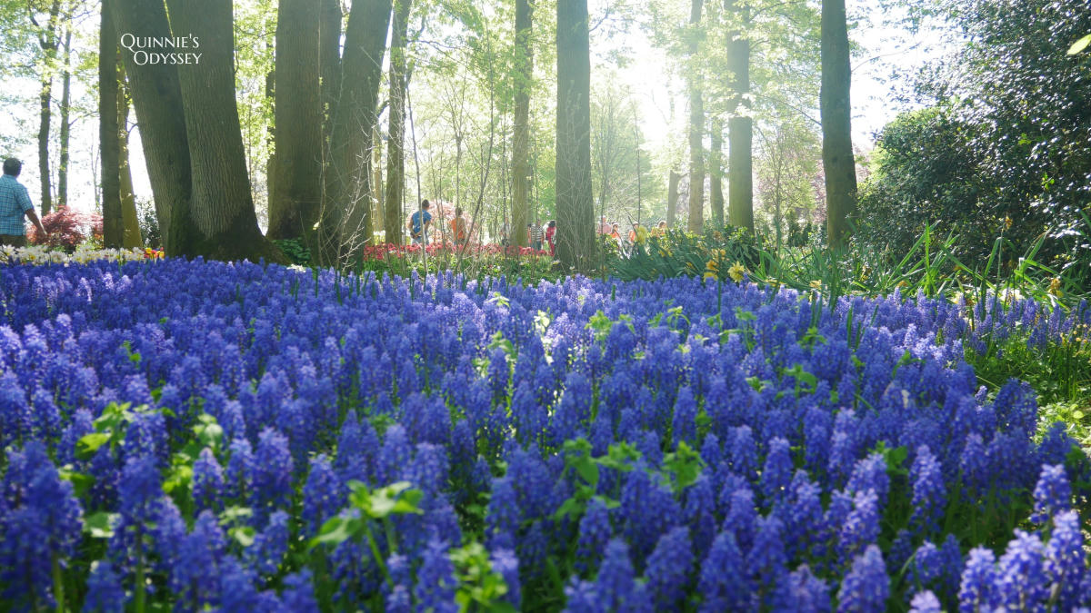 庫肯霍夫花園 風信子 Keukenhof