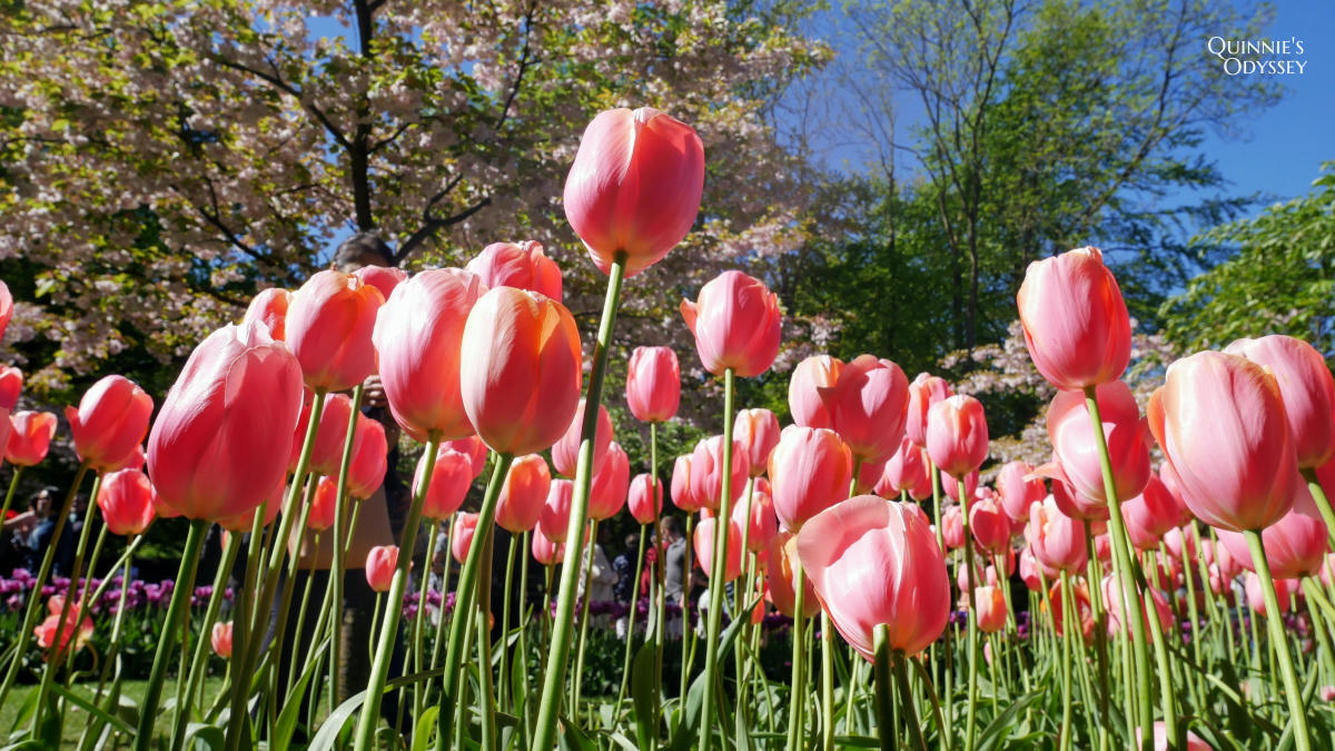 庫肯霍夫花園 鬱金香 Keukenhof