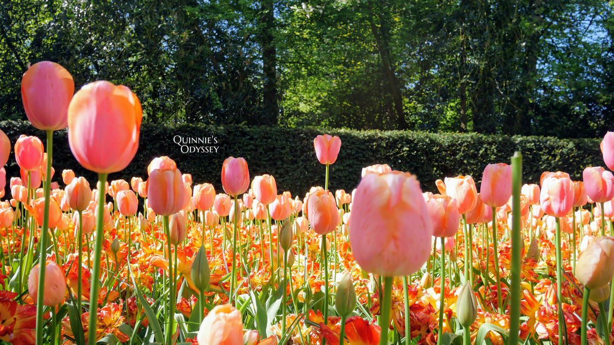 庫肯霍夫花園 鬱金香 Keukenhof