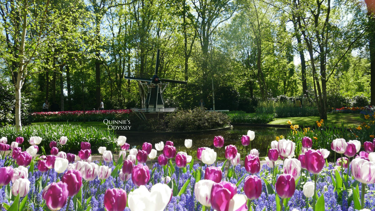 庫肯霍夫花園 鬱金香 Keukenhof