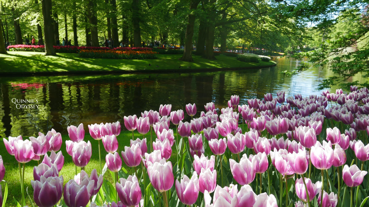 庫肯霍夫花園 鬱金香 Keukenhof
