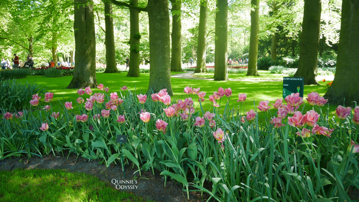 庫肯霍夫花園 鬱金香 Keukenhof