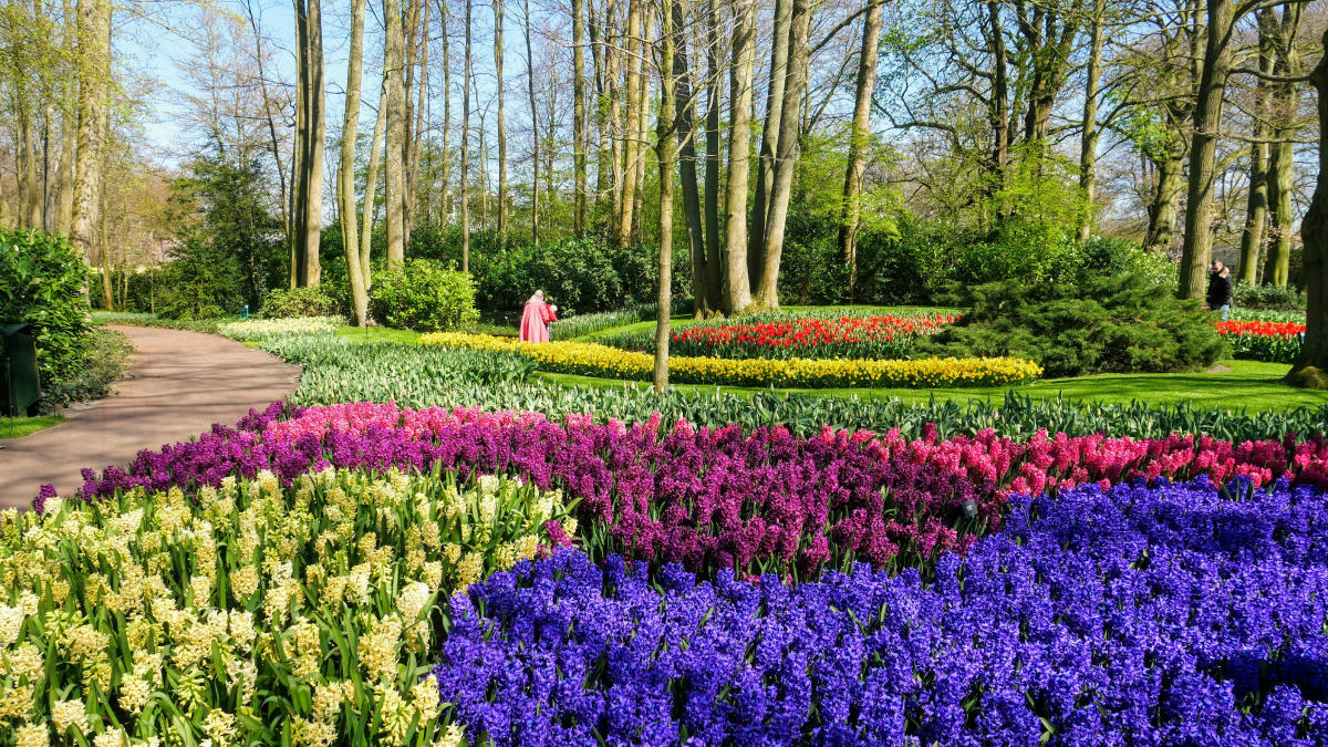 庫肯霍夫花園 風信子 Keukenhof