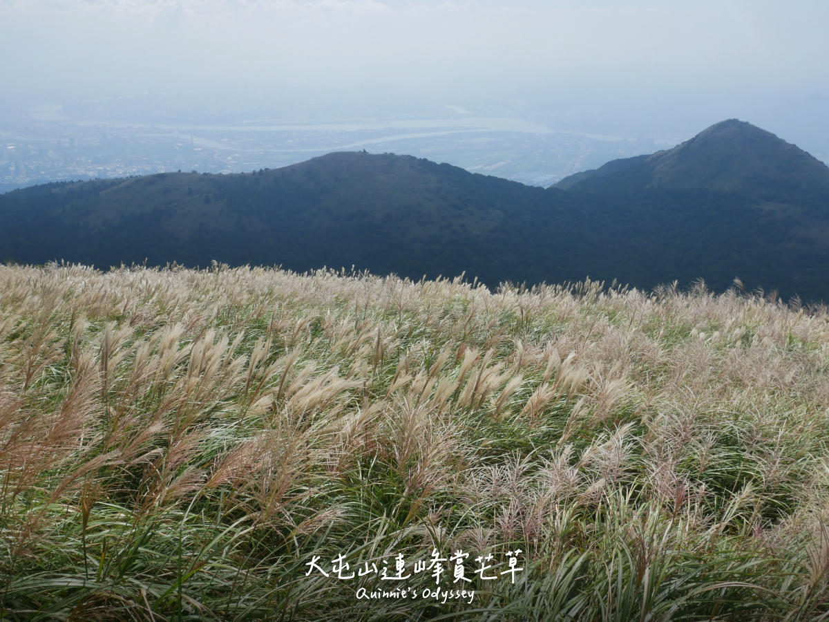 大屯山芒草