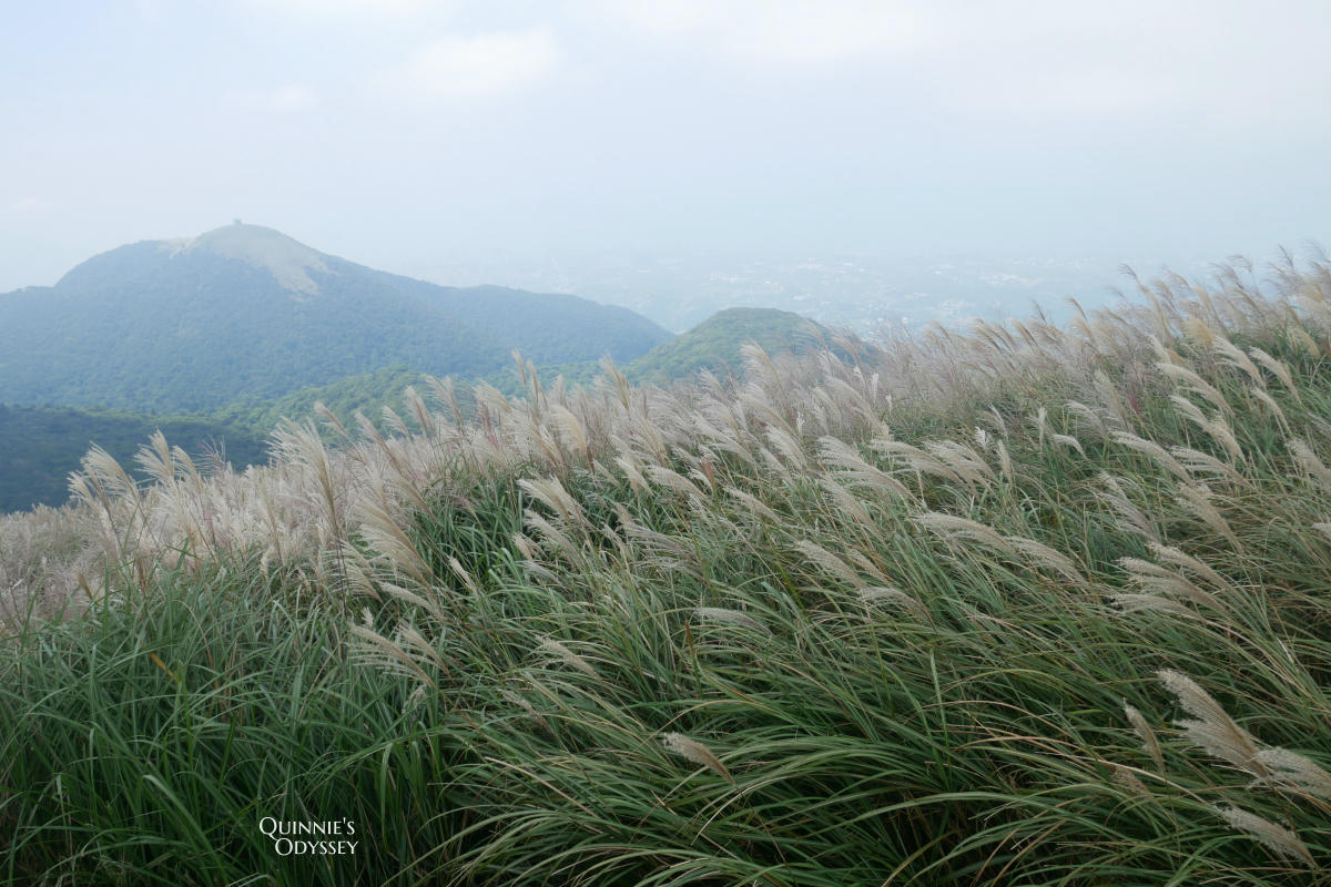 大屯山主峰 芒草