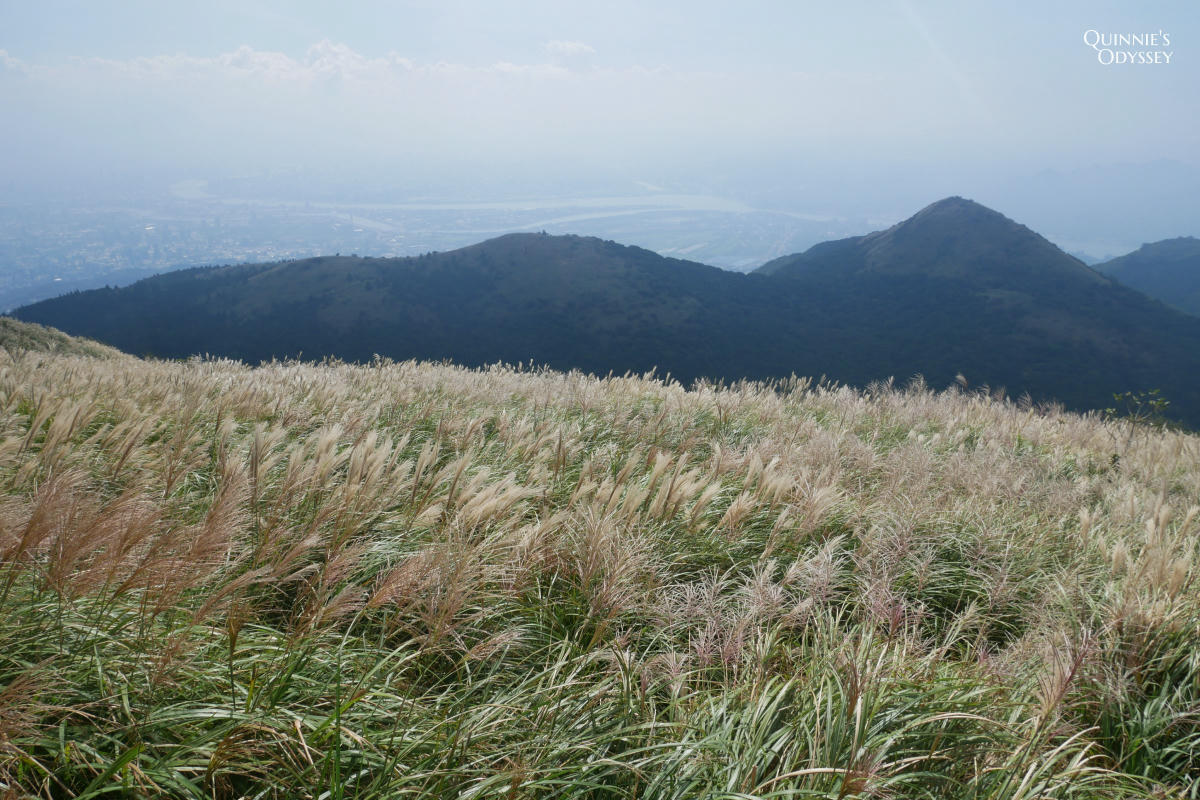 大屯山主峰 芒草