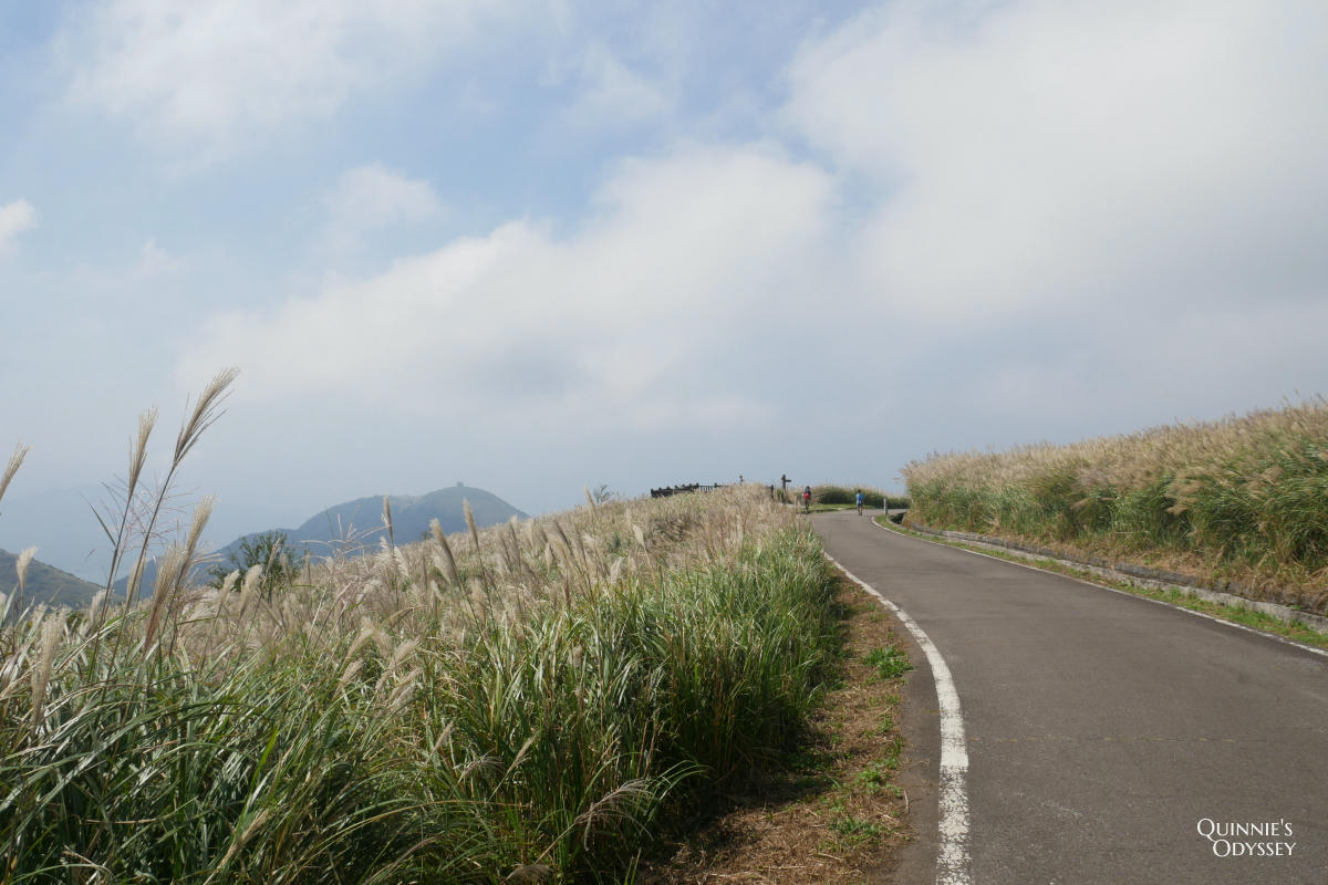 大屯山主峰 芒草
