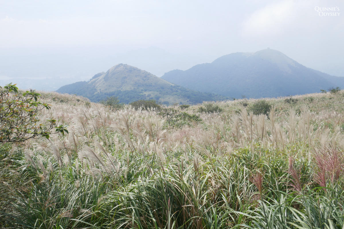 大屯山主峰 芒草