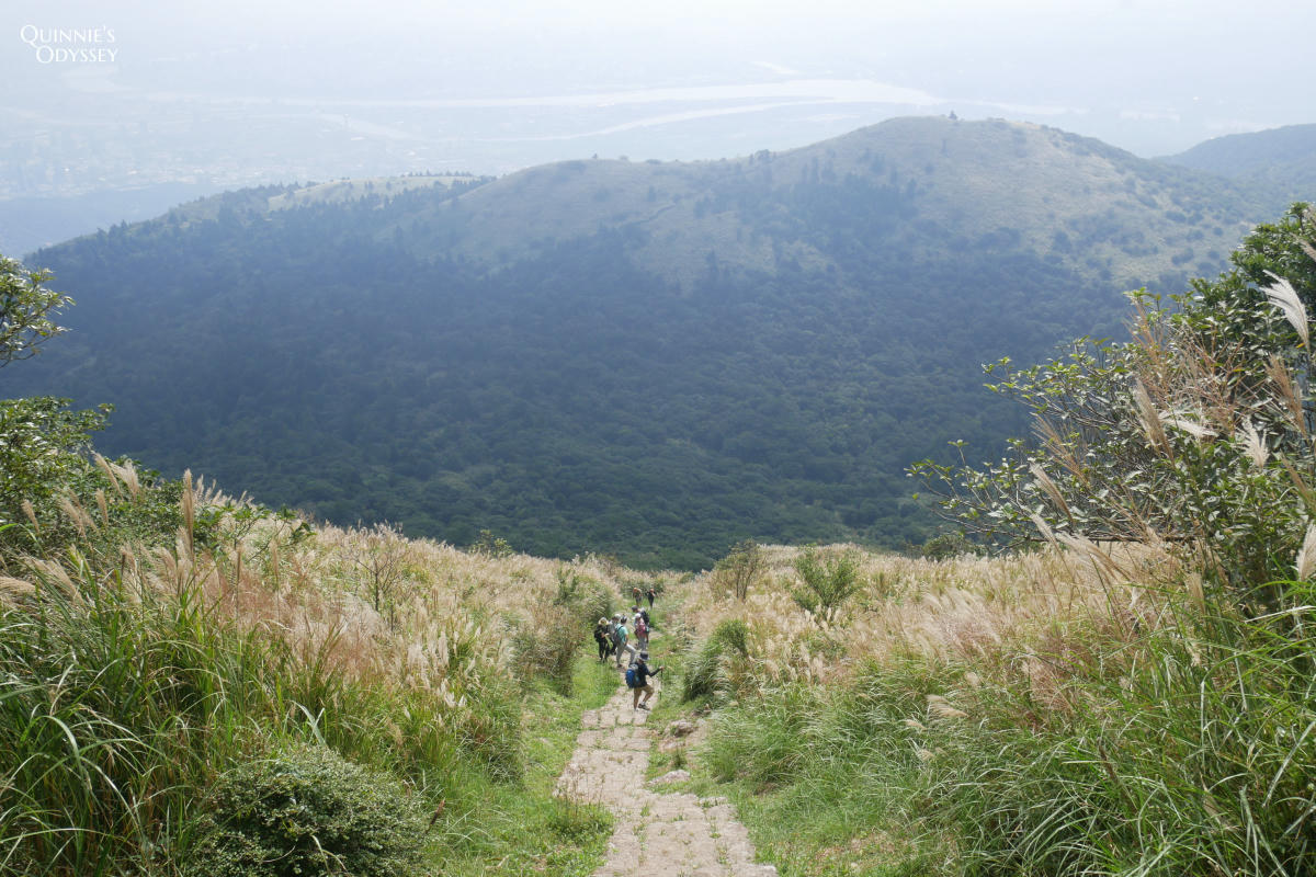 大屯山主峰 芒草