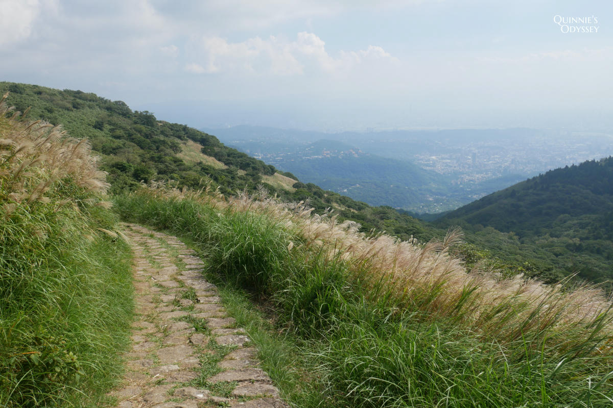 大屯山主峰 芒草
