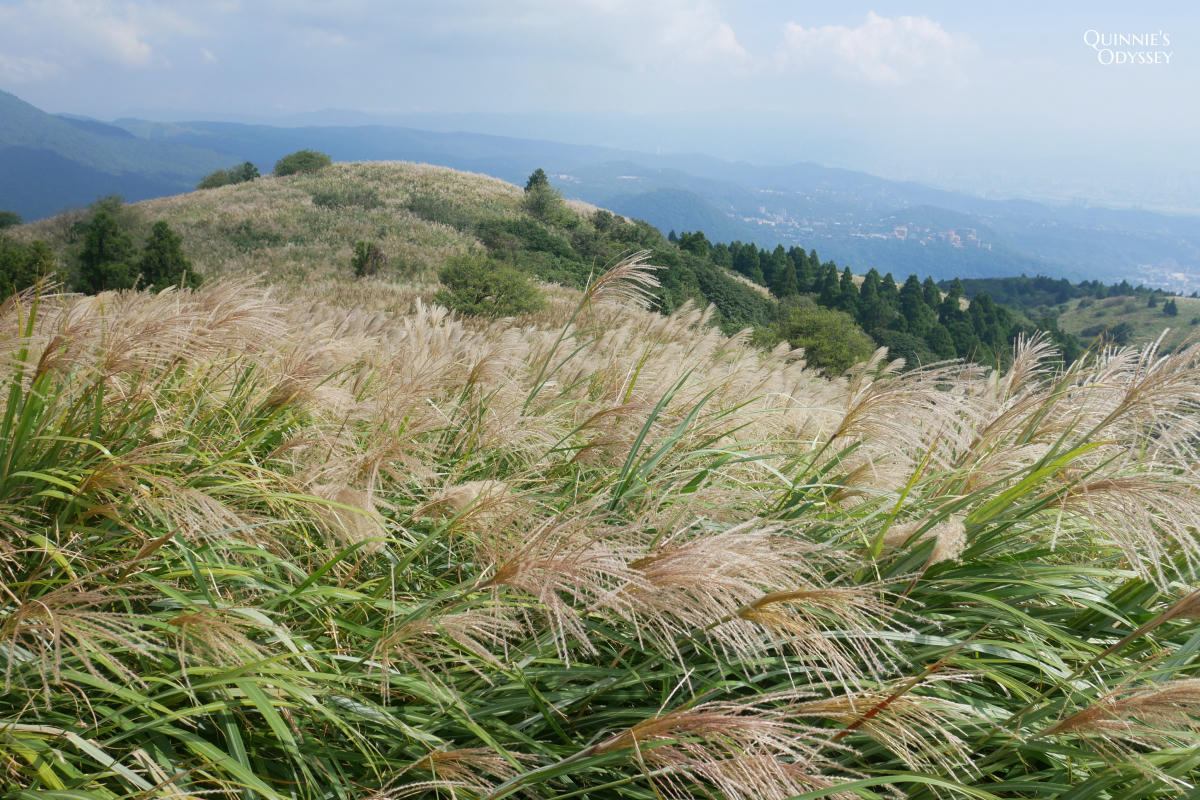 大屯山南峰 芒草