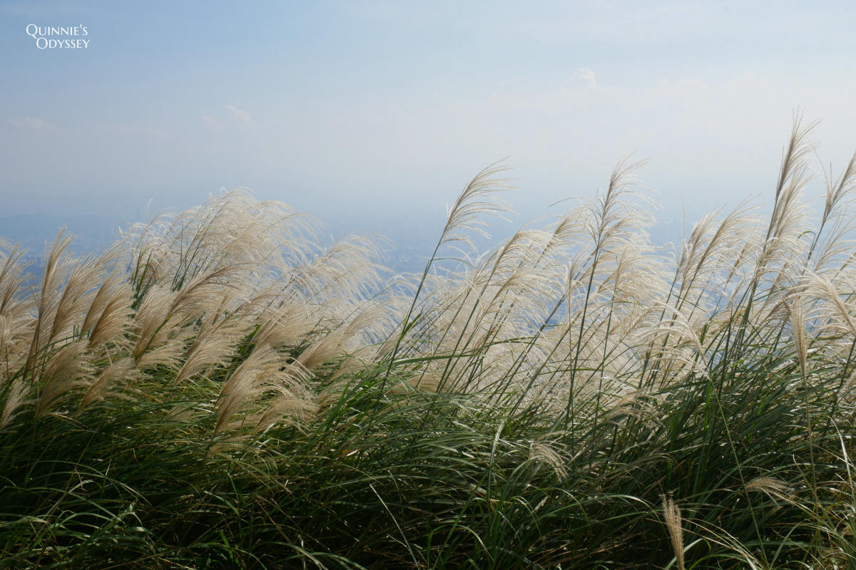 大屯山南峰 芒草