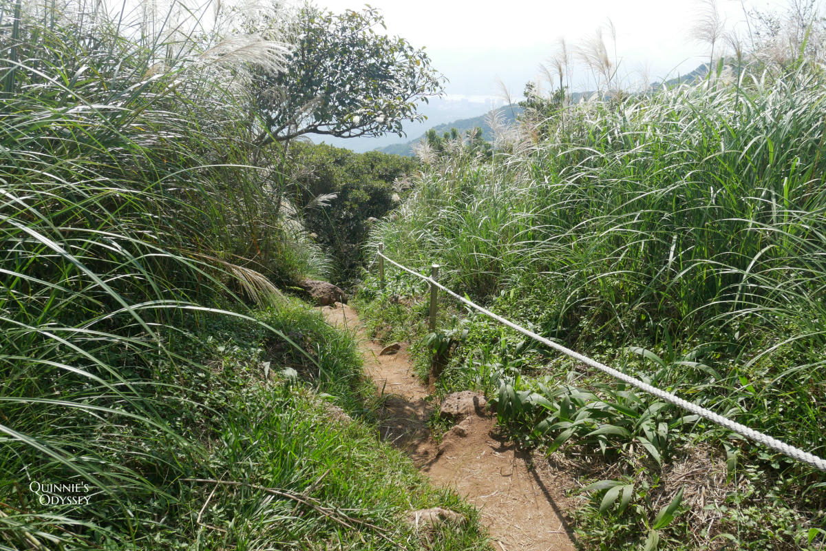 大屯山南峰 芒草